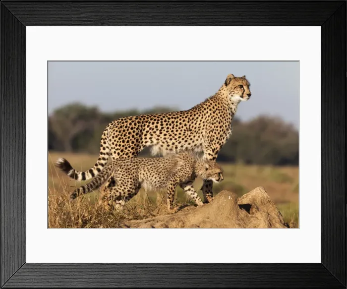 Framed Print : Cheetah with cub (Acinonyx jubatus), Phinda private game reserve, Kwazulu Natal, South Africa, Africa Framed Print : Cheetah with cub (Acinonyx jubatus), Phinda private game reserve, Kwazulu Natal, South Africa, Africa