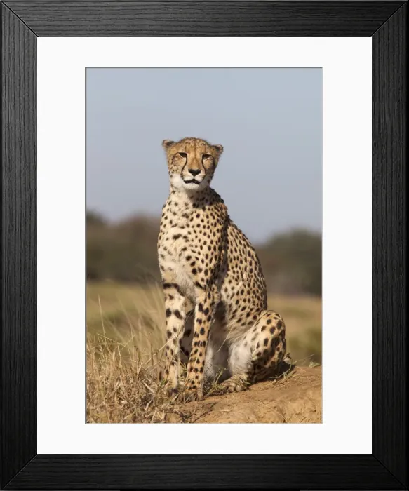 Framed Print : Cheetah female (Acinonyx jubatus), Phinda private game reserve, Kwazulu Natal, South Africa, Africa Framed Print : Cheetah female (Acinonyx jubatus), Phinda private game reserve, Kwazulu Natal, South Africa, Africa