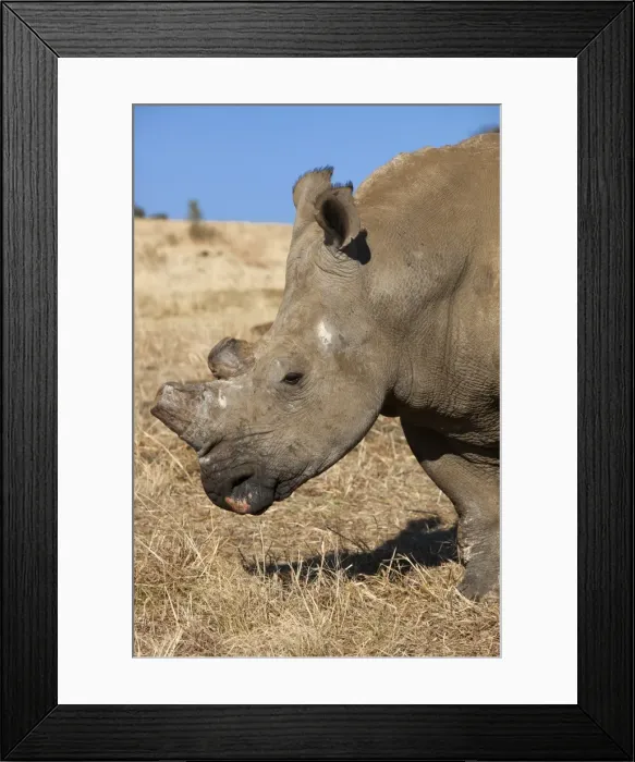Framed Print : Dehorned white rhino (Ceratotherium simum) on rhino farm, Klerksdorp, North West Province, South Africa, Africa Framed Print : Dehorned white rhino (Ceratotherium simum) on rhino farm, Klerksdorp, North West Province, South Africa, Africa