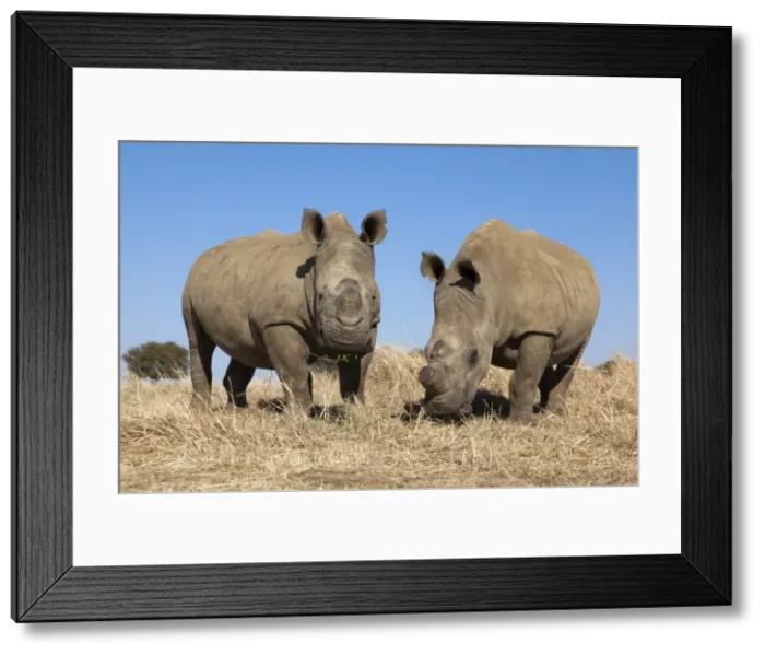 Framed Print : Dehorned white rhinos (Ceratotherium simum) on rhino farm, Klerksdorp, North West Province, South Africa, Africa Framed Print : Dehorned white rhinos (Ceratotherium simum) on rhino farm, Klerksdorp, North West Province, South Africa, Africa
