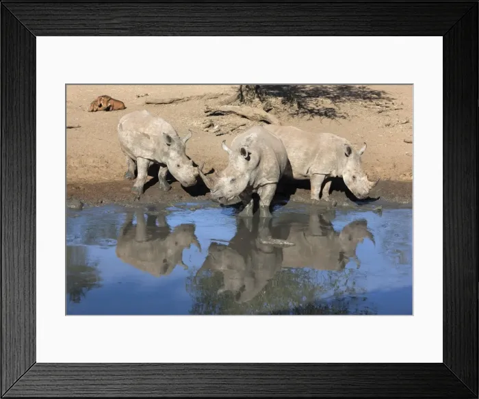 Framed Print : White rhinos (Ceratotherium simum), Mkhuze game reserve, Kwazulu Natal, South Africa, Africa Framed Print : White rhinos (Ceratotherium simum), Mkhuze game reserve, Kwazulu Natal, South Africa, Africa