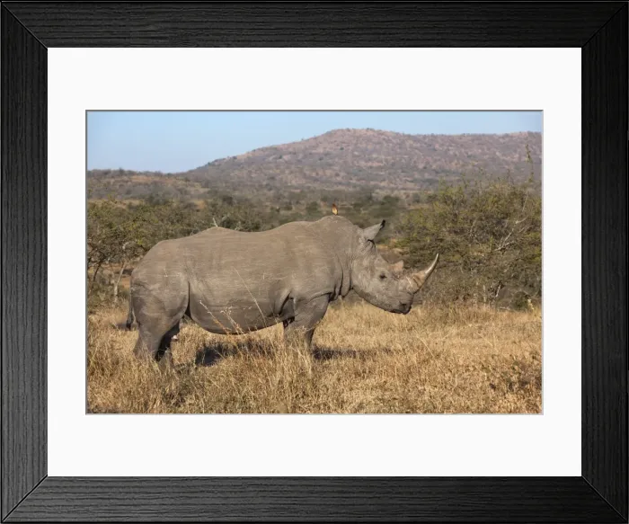 Framed Print : White rhino (Ceratotherium simum), Imfolozi game reserve, KwaZulu-Natal, South Africa, Africa Framed Print : White rhino (Ceratotherium simum), Imfolozi game reserve, KwaZulu-Natal, South Africa, Africa