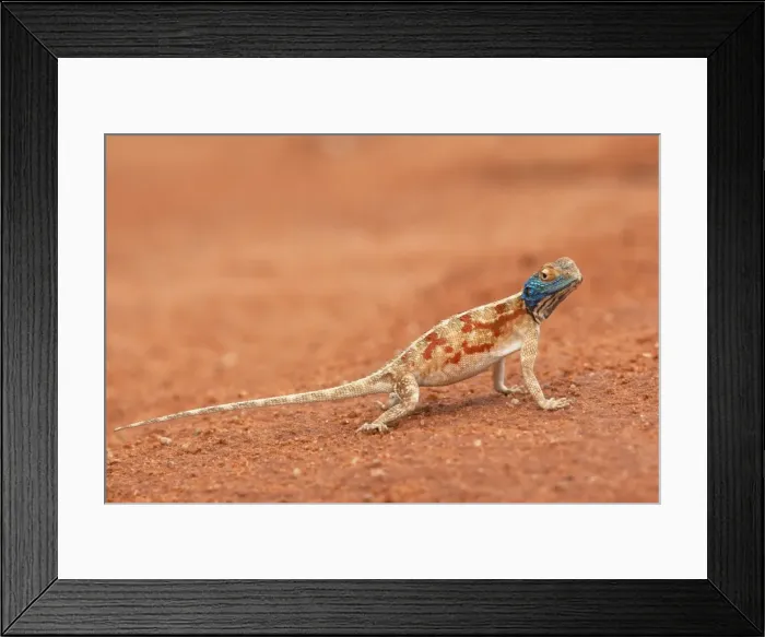 Framed Print : Ground agama (Agama aculeata), Kgalagadi Transfrontier Park, Northern Cape, South Africa, Africa Framed Print : Ground agama (Agama aculeata), Kgalagadi Transfrontier Park, Northern Cape, South Africa, Africa