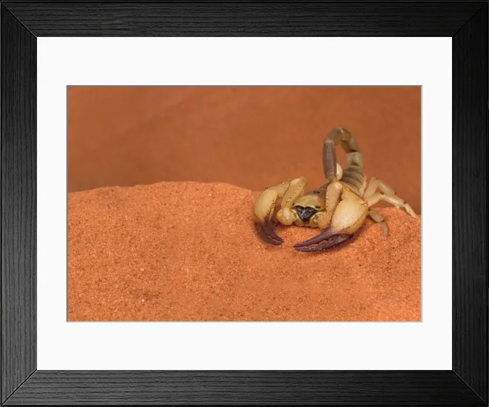 Framed Print : Opistophthalmus wahlbergii scorpion, Tswalu Kalahari game reserve, Northern Cape, South Africa, Africa Framed Print : Opistophthalmus wahlbergii scorpion, Tswalu Kalahari game reserve, Northern Cape, South Africa, Africa