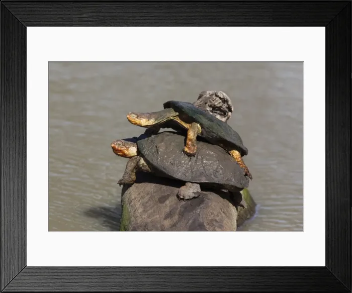 Framed Print : Marsh terrapin (African helmeted turtle) (Pelomedusa subrufa) stacked up on log, Mkhuze game reserve, South Africa, Africa Framed Print : Marsh terrapin (African helmeted turtle) (Pelomedusa subrufa) stacked up on log, Mkhuze game reserve, South Africa, Africa