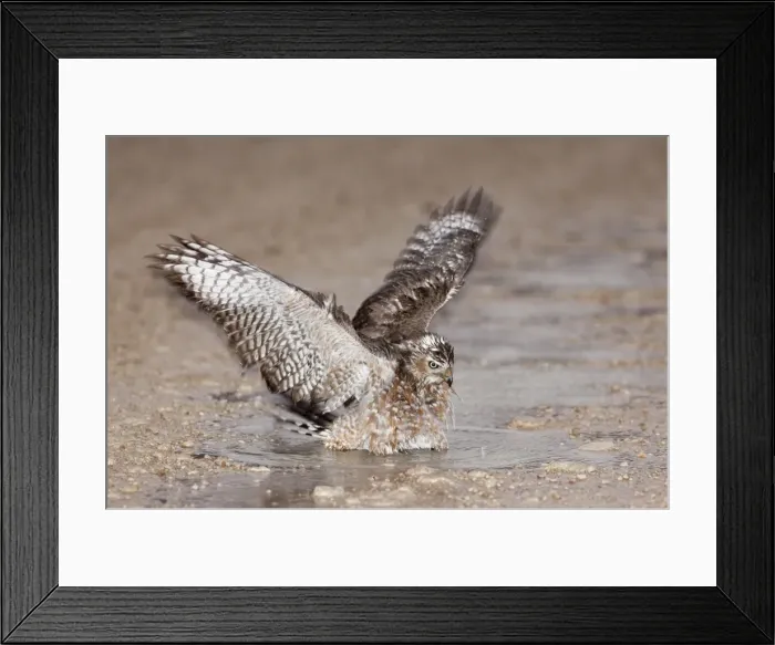 Framed Print : Immature Southern Pale Chanting Goshawk (Melierax canorus) bathing after rain, Kgalagadi Transfrontier Park, South Africa, Africa Framed Print : Immature Southern Pale Chanting Goshawk (Melierax canorus) bathing after rain, Kgalagadi Transfrontier Park, South Africa, Africa