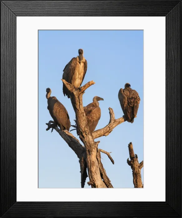 Framed Print : Whitebacked vultures (Gyps africanus), Kruger National Park Park, South Africa, Africa Framed Print : Whitebacked vultures (Gyps africanus), Kruger National Park Park, South Africa, Africa