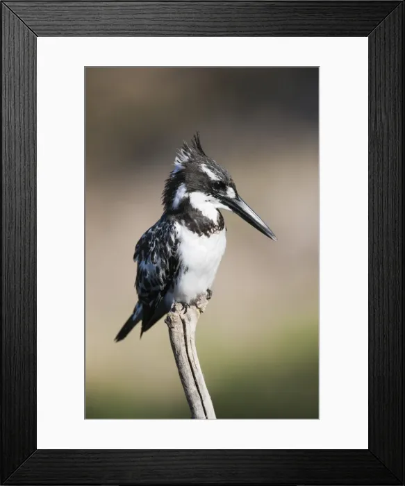 Framed Print : Pied kingfisher (Ceryle rudis), Intaka Island, Cape Town, South Africa, Africa Framed Print : Pied kingfisher (Ceryle rudis), Intaka Island, Cape Town, South Africa, Africa