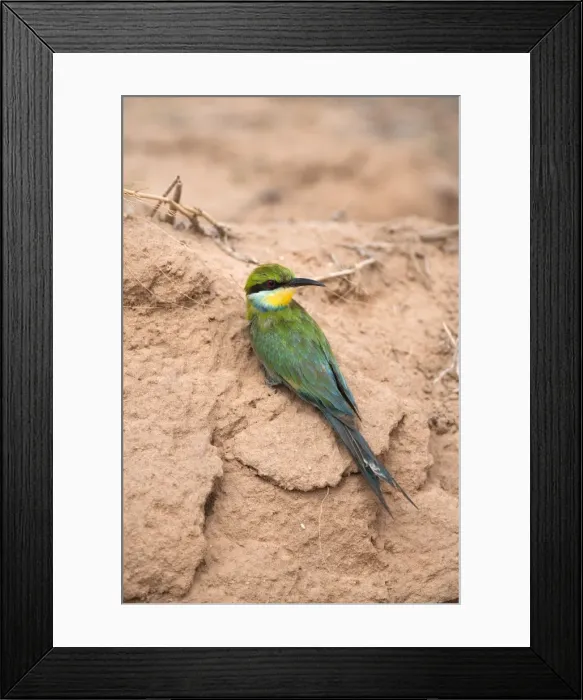 Framed Print : Swallowtailed bee-eater (Merops hirundineus), Kgalagadi Transfrontier Park, South Africa, Africa Framed Print : Swallowtailed bee-eater (Merops hirundineus), Kgalagadi Transfrontier Park, South Africa, Africa
