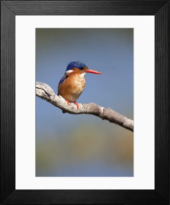 Framed Print : Malachite kingfisher (Alcedo cristata), Intaka Island, Cape Town, South Africa, Africa Framed Print : Malachite kingfisher (Alcedo cristata), Intaka Island, Cape Town, South Africa, Africa