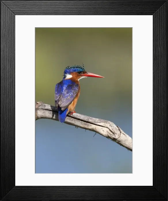 Framed Print : Malachite kingfisher (Alcedo cristata), Intaka Island, Cape Town, South Africa, Africa Framed Print : Malachite kingfisher (Alcedo cristata), Intaka Island, Cape Town, South Africa, Africa