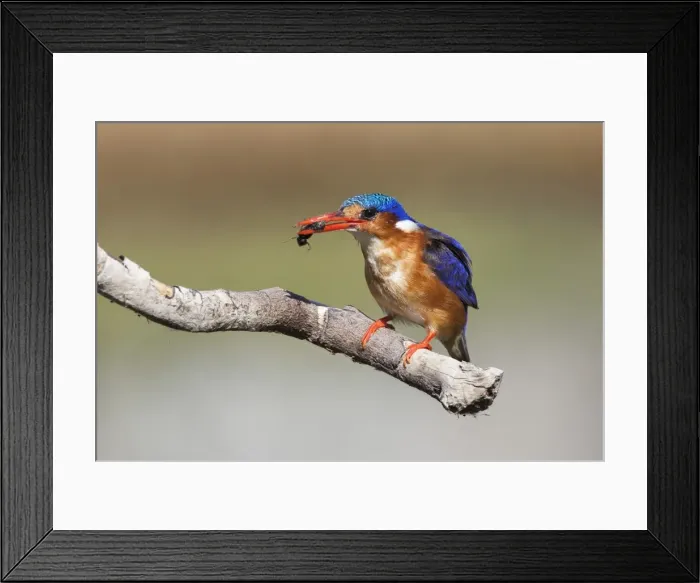 Framed Print : Malachite kingfisher (Alcedo cristata) with beetle, Intaka Island, Cape Town, South Africa, Africa Framed Print : Malachite kingfisher (Alcedo cristata) with beetle, Intaka Island, Cape Town, South Africa, Africa