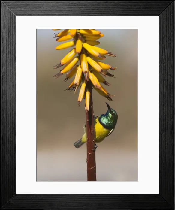 Framed Print : Collared sunbird male (Hedydipna collaris) on aloe, Kruger National Park, South Africa, Africa Framed Print : Collared sunbird male (Hedydipna collaris) on aloe, Kruger National Park, South Africa, Africa