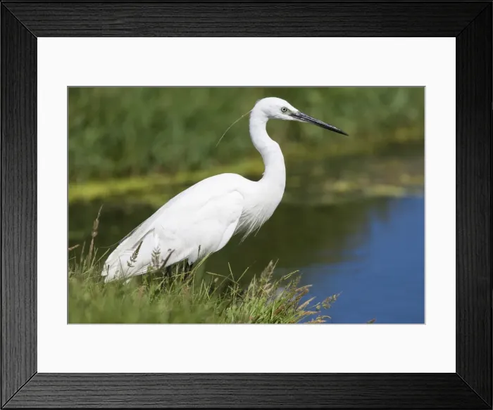 Framed Print : Little egret (Egretta garzetta), Intaka Island, Cape Town, Western Cape, South Africa, Africa Framed Print : Little egret (Egretta garzetta), Intaka Island, Cape Town, Western Cape, South Africa, Africa