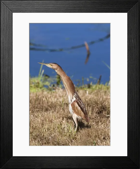 Framed Print : Little bittern (Ixobrychus minutus), Intaka Island wetland centre, Century City, Cape Town, South Africa, Africa Framed Print : Little bittern (Ixobrychus minutus), Intaka Island wetland centre, Century City, Cape Town, South Africa, Africa