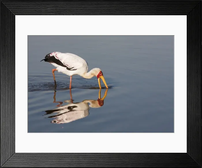 Framed Print : Yellowbilled stork (Mycteria ibis), Kruger National Park, South Africa, Africa Framed Print : Yellowbilled stork (Mycteria ibis), Kruger National Park, South Africa, Africa