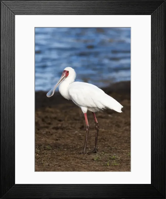 Framed Print : African spoonbill (Platalea alba), Kruger National Park, South Africa, Africa Framed Print : African spoonbill (Platalea alba), Kruger National Park, South Africa, Africa