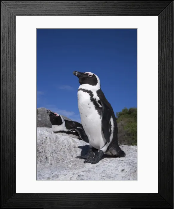 Framed Print : African penguins (Spheniscus demersus), Table Mountain National Park, Cape Town, South Africa, Africa Framed Print : African penguins (Spheniscus demersus), Table Mountain National Park, Cape Town, South Africa, Africa
