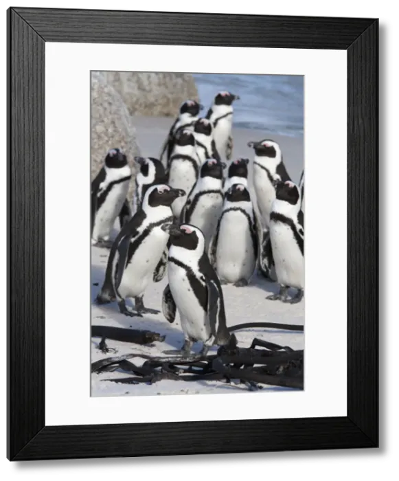 Framed Print : African penguins (Spheniscus demersus), Table Mountain National Park, Cape Town, South Africa, Africa Framed Print : African penguins (Spheniscus demersus), Table Mountain National Park, Cape Town, South Africa, Africa