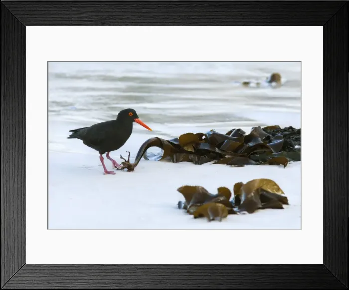 Framed Print : African black oystercatcher (Haematopus moquini), Boulders Beach, Cape Town, South Africa, Africa Framed Print : African black oystercatcher (Haematopus moquini), Boulders Beach, Cape Town, South Africa, Africa