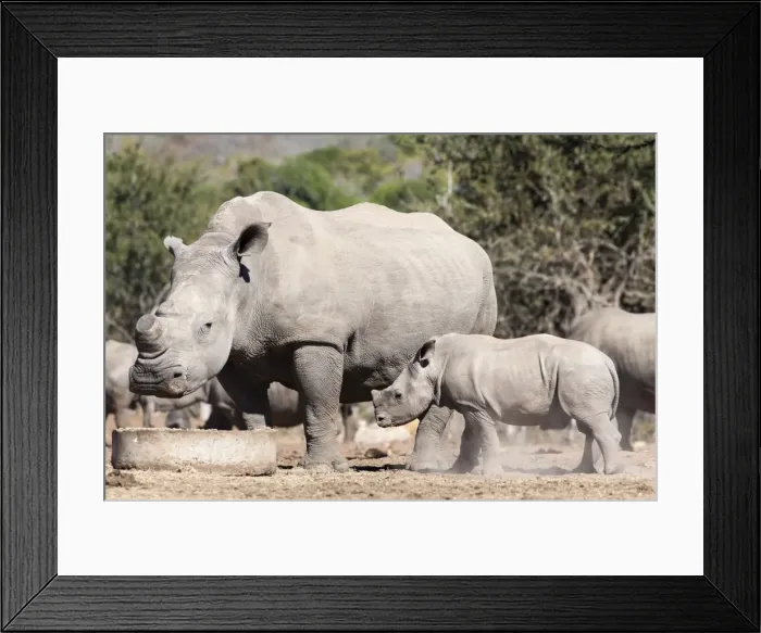 Framed Print : Dehorned white rhino (Ceratotherium simum) with calf, Mauricedale game ranch, Mpumalanga, South Africa, Africa Framed Print : Dehorned white rhino (Ceratotherium simum) with calf, Mauricedale game ranch, Mpumalanga, South Africa, Africa