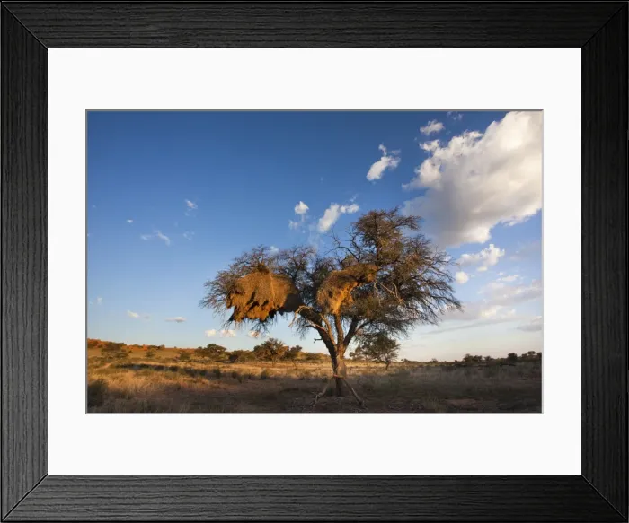 Framed Print : Landscape at dusk, with thorn tree, Kgalagadi Transfrontier Park, Northern Cape, South Africa, Africa Framed Print : Landscape at dusk, with thorn tree, Kgalagadi Transfrontier Park, Northern Cape, South Africa, Africa