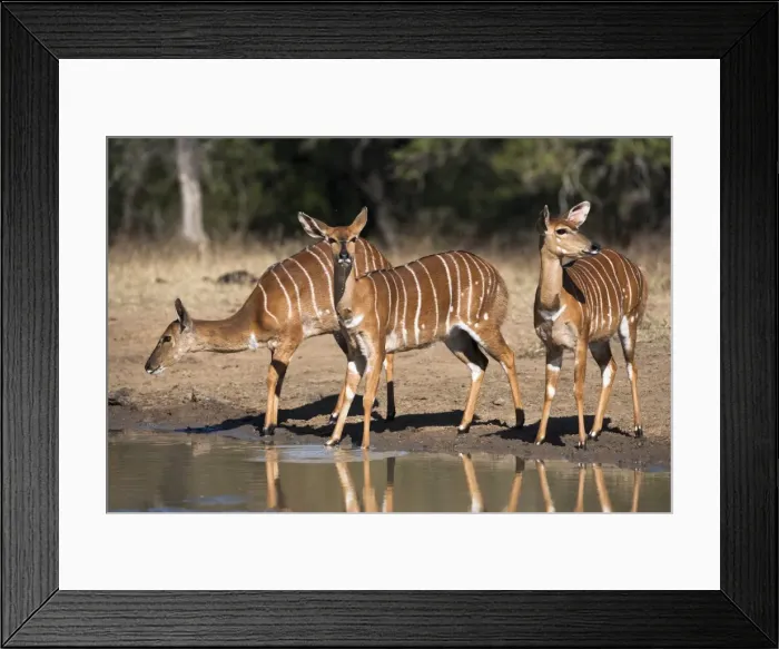 Framed Print : Nyala (Tragelaphus angasii) females at waterhole, Hluhluwe Imfolozi game reserve, KwaZulu-Natal, South Africa, Africa Framed Print : Nyala (Tragelaphus angasii) females at waterhole, Hluhluwe Imfolozi game reserve, KwaZulu-Natal, South Africa, Africa