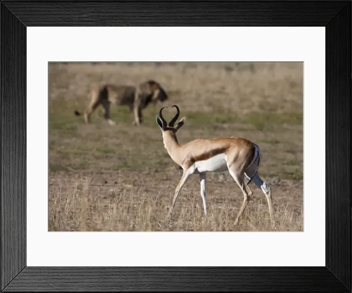 Framed Print : Springbok (Antidorcas marsupialis) watching lion, Kgalagadi Transfrontier Park, Northern Cape, South Africa, Africa Framed Print : Springbok (Antidorcas marsupialis) watching lion, Kgalagadi Transfrontier Park, Northern Cape, South Africa, Africa