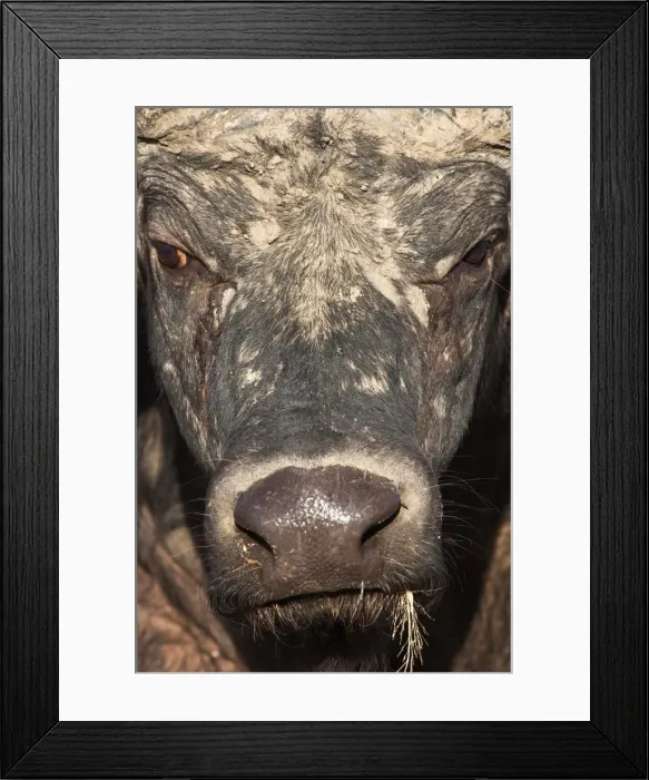 Framed Print : Cape buffalo (Syncerus caffer), Kruger National Park, South Africa, Africa Framed Print : Cape buffalo (Syncerus caffer), Kruger National Park, South Africa, Africa