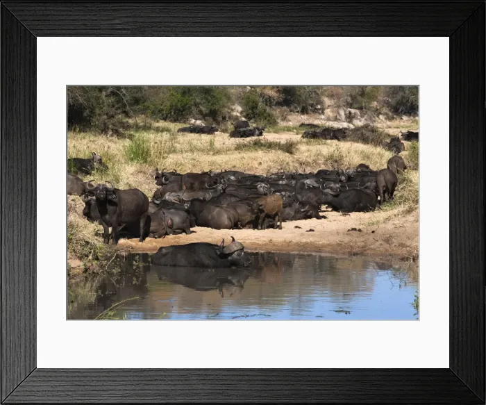 Framed Print : Cape buffalo (Syncerus caffer) herd resting at water, Kruger National Park, South Africa, Africa Framed Print : Cape buffalo (Syncerus caffer) herd resting at water, Kruger National Park, South Africa, Africa