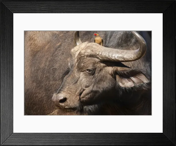 Framed Print : Cape buffalo (Syncerus caffer) with redbilled oxpecker, Hluhluwe-Imfolozi Park, KwaZulu Natal, South Africa, Africa Framed Print : Cape buffalo (Syncerus caffer) with redbilled oxpecker, Hluhluwe-Imfolozi Park, KwaZulu Natal, South Africa, Africa