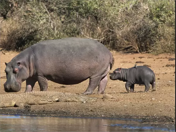 Hippopotamus (Hippopotamus amphibius) with calf, Kruger National Park, Mpumalanga, South Africa, Africa