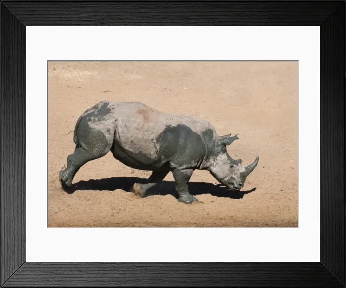 Framed Print : White rhino (Ceratotherium simum) running alongside waterhole, Mkhuze game reserve, KwaZulu Natal South Africa, Africa Framed Print : White rhino (Ceratotherium simum) running alongside waterhole, Mkhuze game reserve, KwaZulu Natal South Africa, Africa