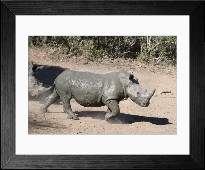 Framed Print : White rhino (Ceratotherium simum), Mkhuze game reserve, Kwazulu Natal, South Africa, Africa Framed Print : White rhino (Ceratotherium simum), Mkhuze game reserve, Kwazulu Natal, South Africa, Africa