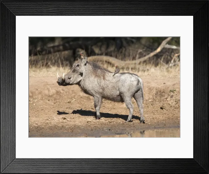 Framed Print : Warthog (Phacochoerus aethiopicus), with redbilled oxpeckers, Hluhluwe-Imfolozi Park, KwaZulu-Natal, South Africa, Africa Framed Print : Warthog (Phacochoerus aethiopicus), with redbilled oxpeckers, Hluhluwe-Imfolozi Park, KwaZulu-Natal, South Africa, Africa