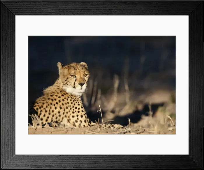 Framed Print : Cheetah (Acinonyx jubatus), Kgalagadi Transfrontier Park, South Africa, Africa Framed Print : Cheetah (Acinonyx jubatus), Kgalagadi Transfrontier Park, South Africa, Africa