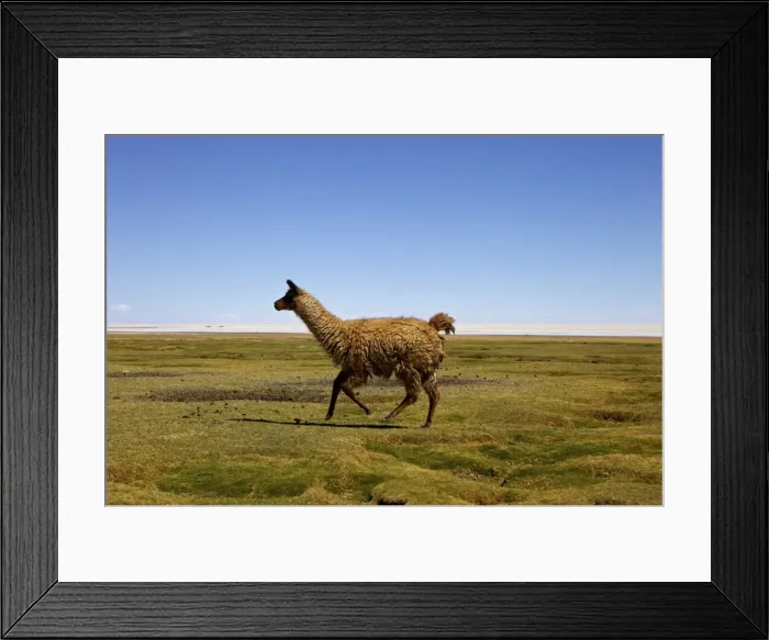 Framed Print : Lima, Tunupa, Bolivia, South America Framed Print : Lima, Tunupa, Bolivia, South America