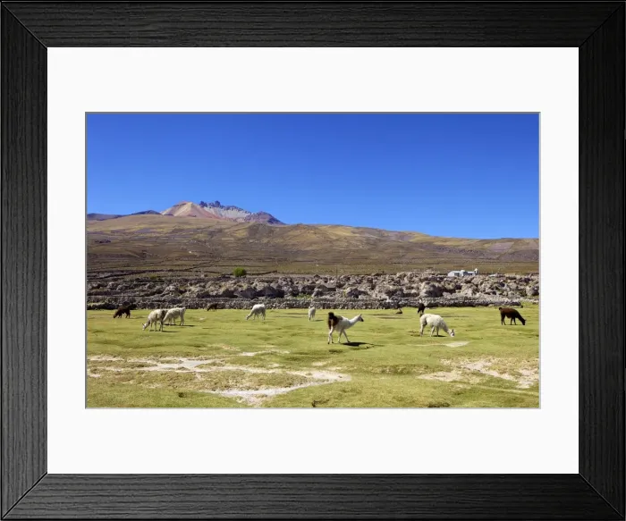 Framed Print : Llamas and alpacas grazing, Tunupa, Bolivia, South America Framed Print : Llamas and alpacas grazing, Tunupa, Bolivia, South America