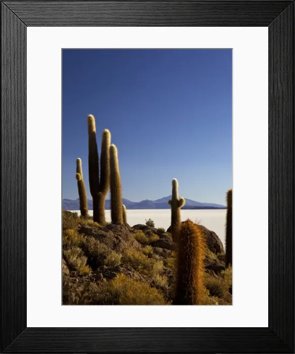 Framed Print : Cacti on Isla de los Pescadores and the salt flats of Salar de Uyuni, Southwest Highlands, Bolivia, South America