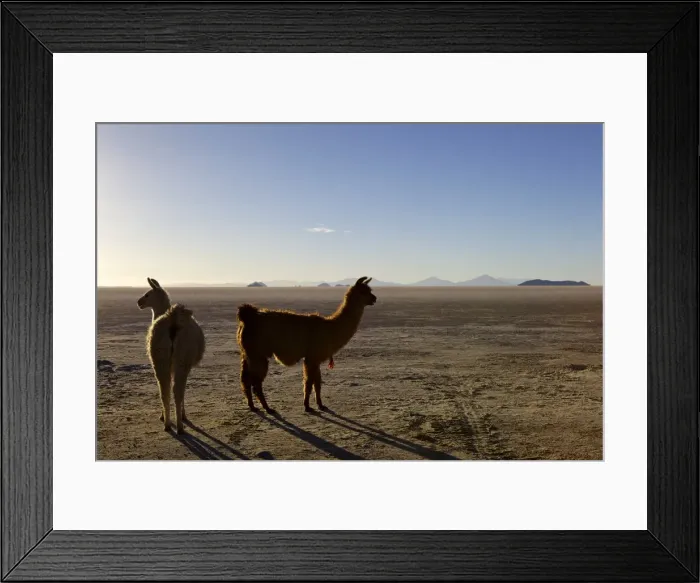 Framed Print : Llama and alpaca on salt flats, Salar de Uyuni, Southwest Highlands, Bolivia, South America Framed Print : Llama and alpaca on salt flats, Salar de Uyuni, Southwest Highlands, Bolivia, South America