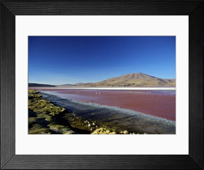 Framed Print : Flamingos on Laguna Colorada (Red Lagoon), Eduardo Avaroa Andean Fauna National Reserve, Southwest Highlands, Bolivia, South America Framed Print : Flamingos on Laguna Colorada (Red Lagoon), Eduardo Avaroa Andean Fauna National Reserve, Southwest Highlands, Bolivia, South America