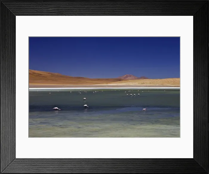 Framed Print : Flamingos on Laguna Canapa, South Lipez, Southwest Highlands, Bolivia, South America Framed Print : Flamingos on Laguna Canapa, South Lipez, Southwest Highlands, Bolivia, South America