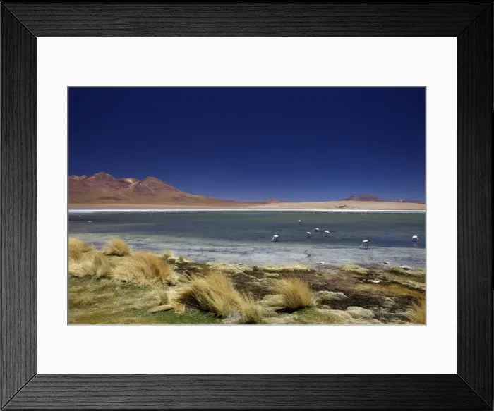 Framed Print : Flamingos on Laguna Canapa, South Lipez, Southwest Highlands, Bolivia, South America Framed Print : Flamingos on Laguna Canapa, South Lipez, Southwest Highlands, Bolivia, South America