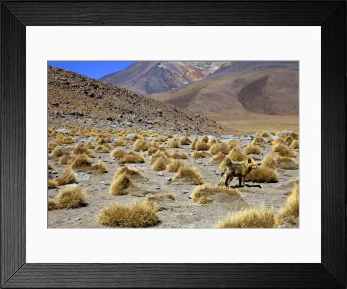 Framed Print : Wild fox near the shore of the Laguna Canapa, Southwest Highlands, Bolivia, South America Framed Print : Wild fox near the shore of the Laguna Canapa, Southwest Highlands, Bolivia, South America