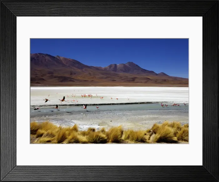 Framed Print : Flamingos on Laguna Canapa, Southwest Highlands, Bolivia, South America Framed Print : Flamingos on Laguna Canapa, Southwest Highlands, Bolivia, South America