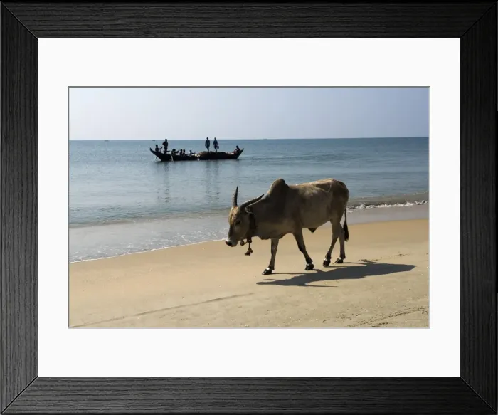 Framed Print : Cattle and fishing boat, Benaulim, Goa, India, Asia Framed Print : Cattle and fishing boat, Benaulim, Goa, India, Asia