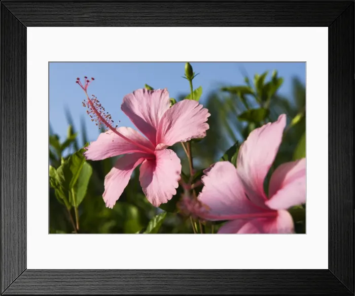 Framed Print : Hibiscus, Goa, India, Asia Framed Print : Hibiscus, Goa, India, Asia