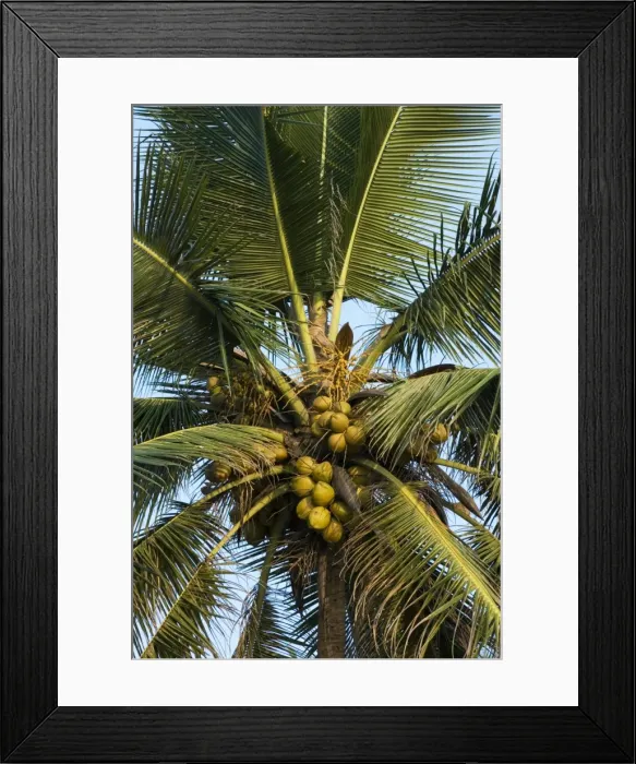 Framed Print : Detail of coconut tree, Goa, India, Asia Framed Print : Detail of coconut tree, Goa, India, Asia
