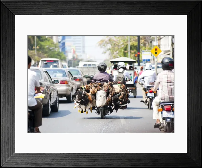 Framed Print : Live chickens and ducks being taken to market on a moped in Phnom Penh, Cambodia, Indochina, Southeast Asia, Asia Framed Print : Live chickens and ducks being taken to market on a moped in Phnom Penh, Cambodia, Indochina, Southeast Asia, Asia