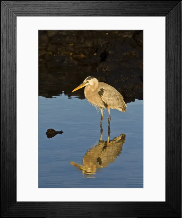 Framed Print : Great blue heron (Ardea herodias), Cerro Dragon, Santa Cruz Island, Galapagos Islands, UNESCO World Heritge Site, Ecuador, South America Framed Print : Great blue heron (Ardea herodias), Cerro Dragon, Santa Cruz Island, Galapagos Islands, UNESCO World Heritge Site, Ecuador, South America